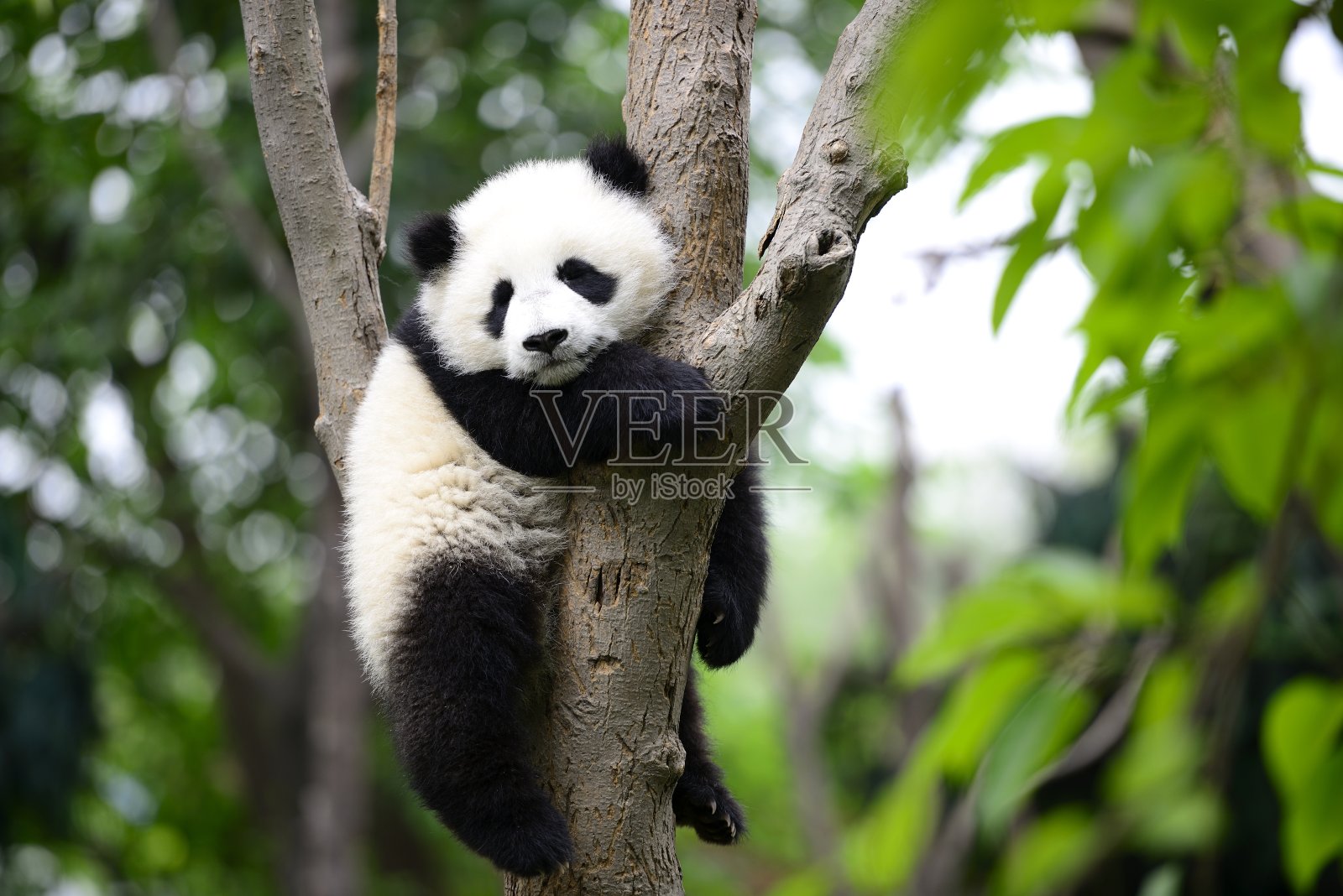小大熊猫在树上照片摄影图片