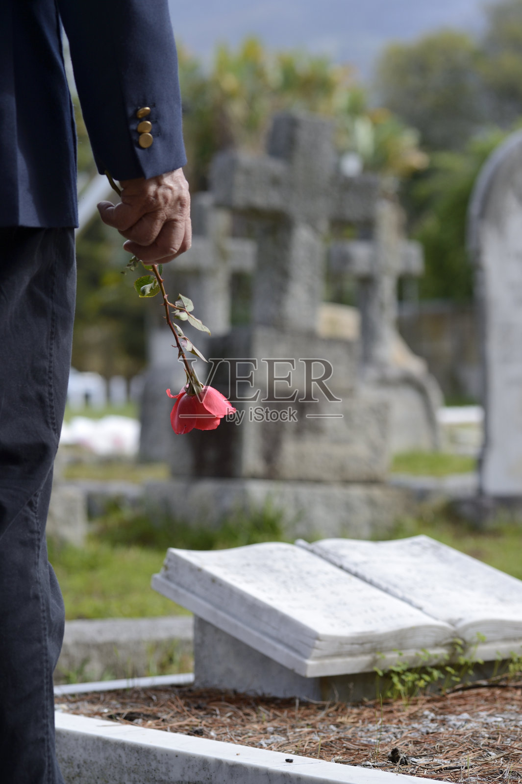 老人与玫瑰在墓地的后视图照片摄影图片