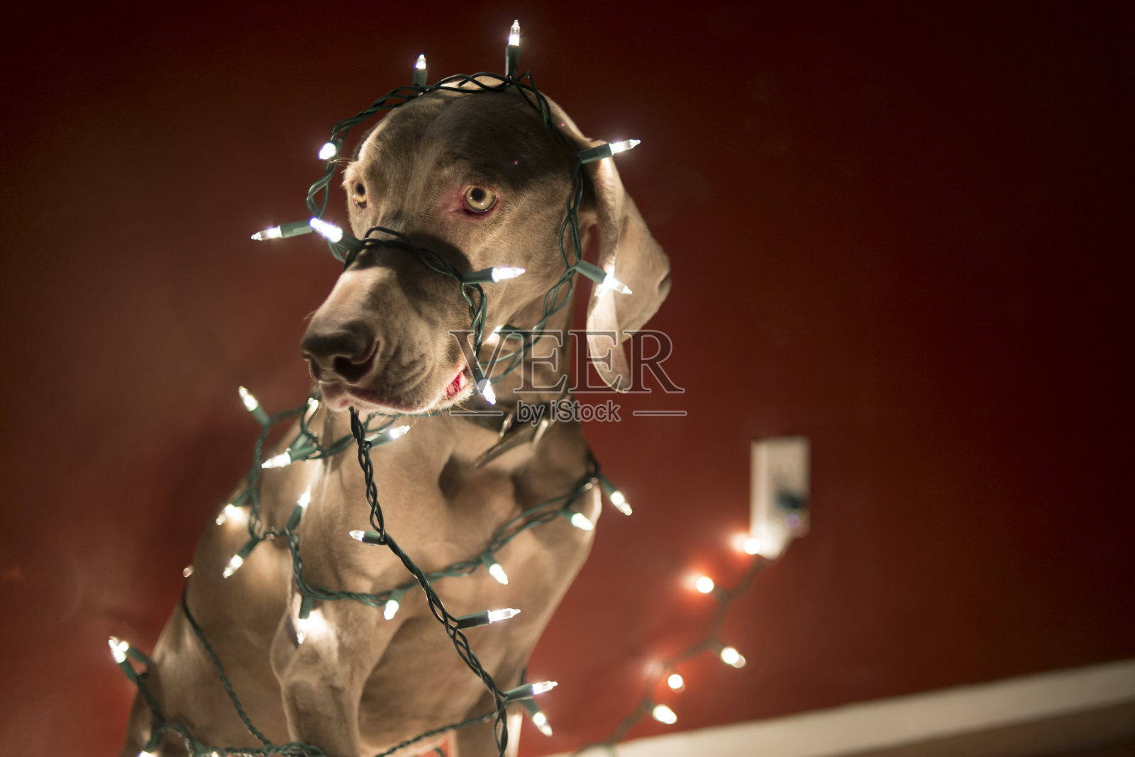 被圣诞彩灯缠绕的狗照片摄影图片