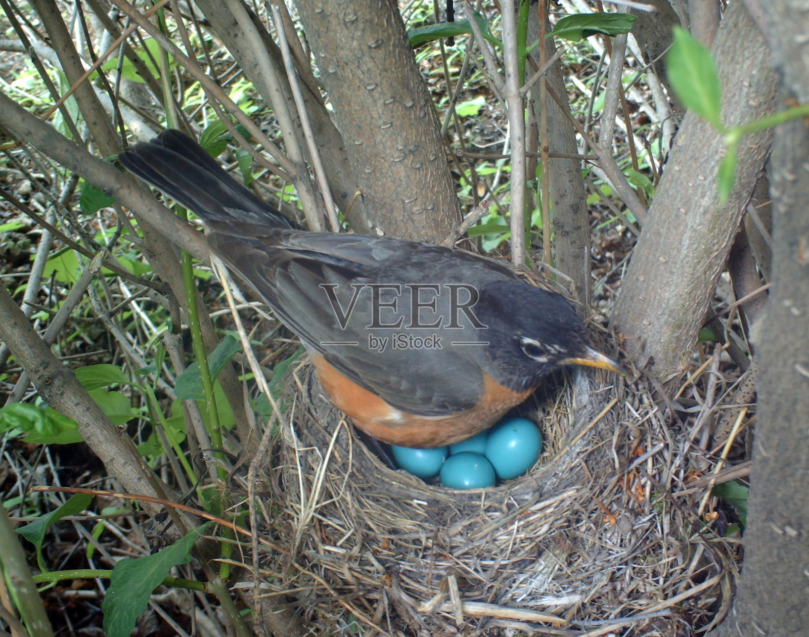 美洲知更鸟的巢里有四个蛋照片摄影图片