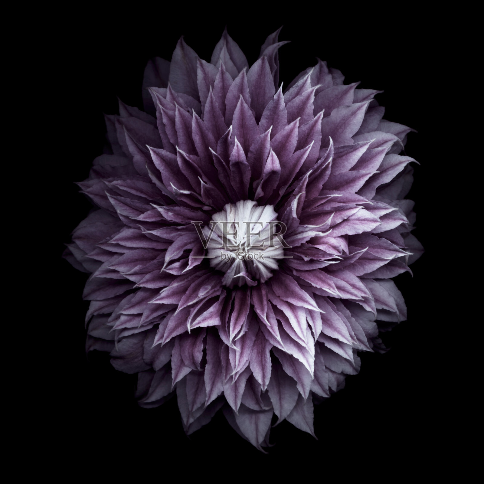 紫色铁线莲花-XXXL照片摄影图片