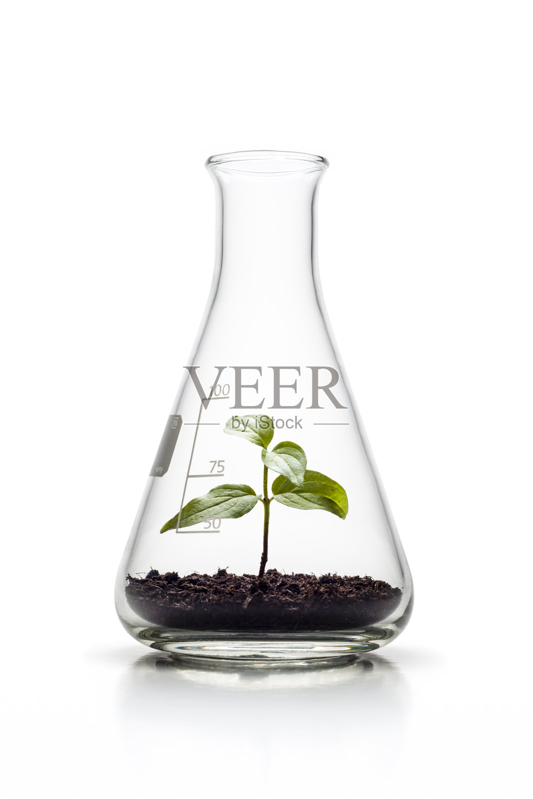 在锥形瓶中生长的植物-自然遗传学生长照片摄影图片