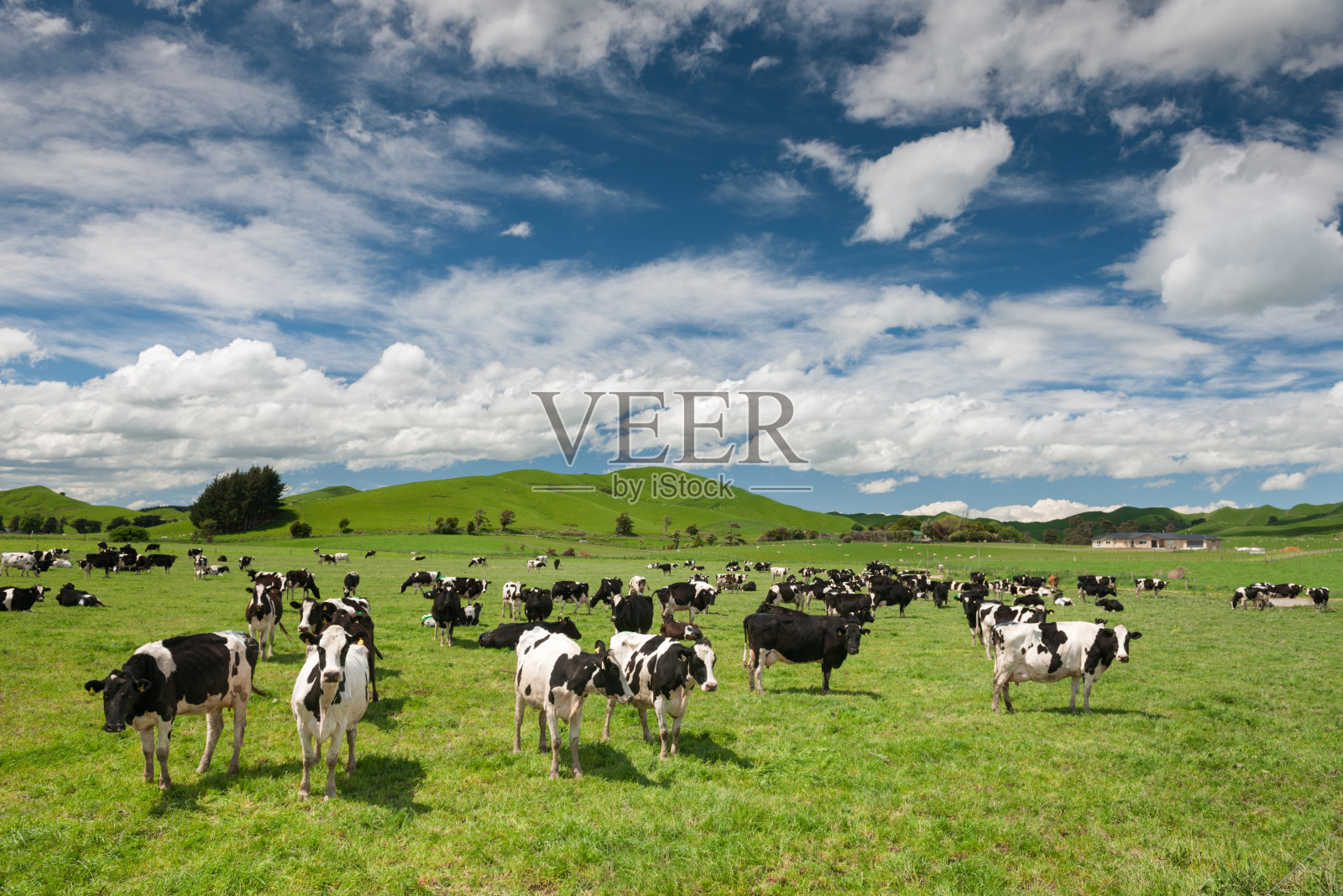 牛家畜，新西兰照片摄影图片