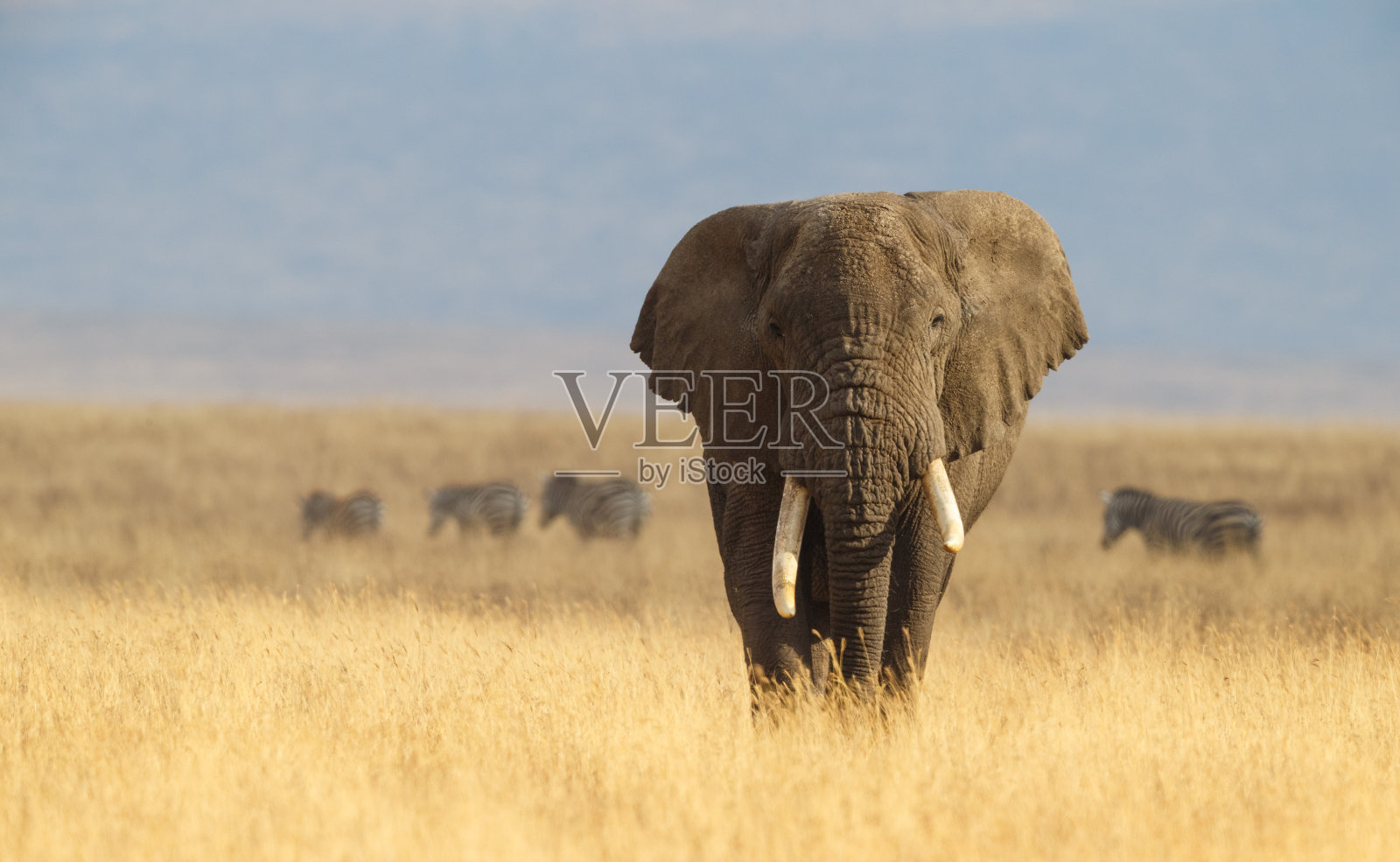 非洲大象和坦桑尼亚的恩戈罗戈罗草原照片摄影图片