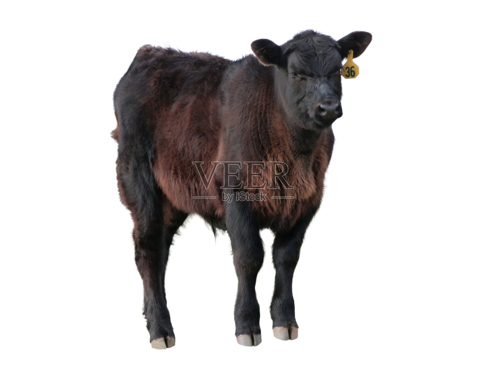 幼兽黑安格斯牛肉小牛家畜分离照片摄影图片