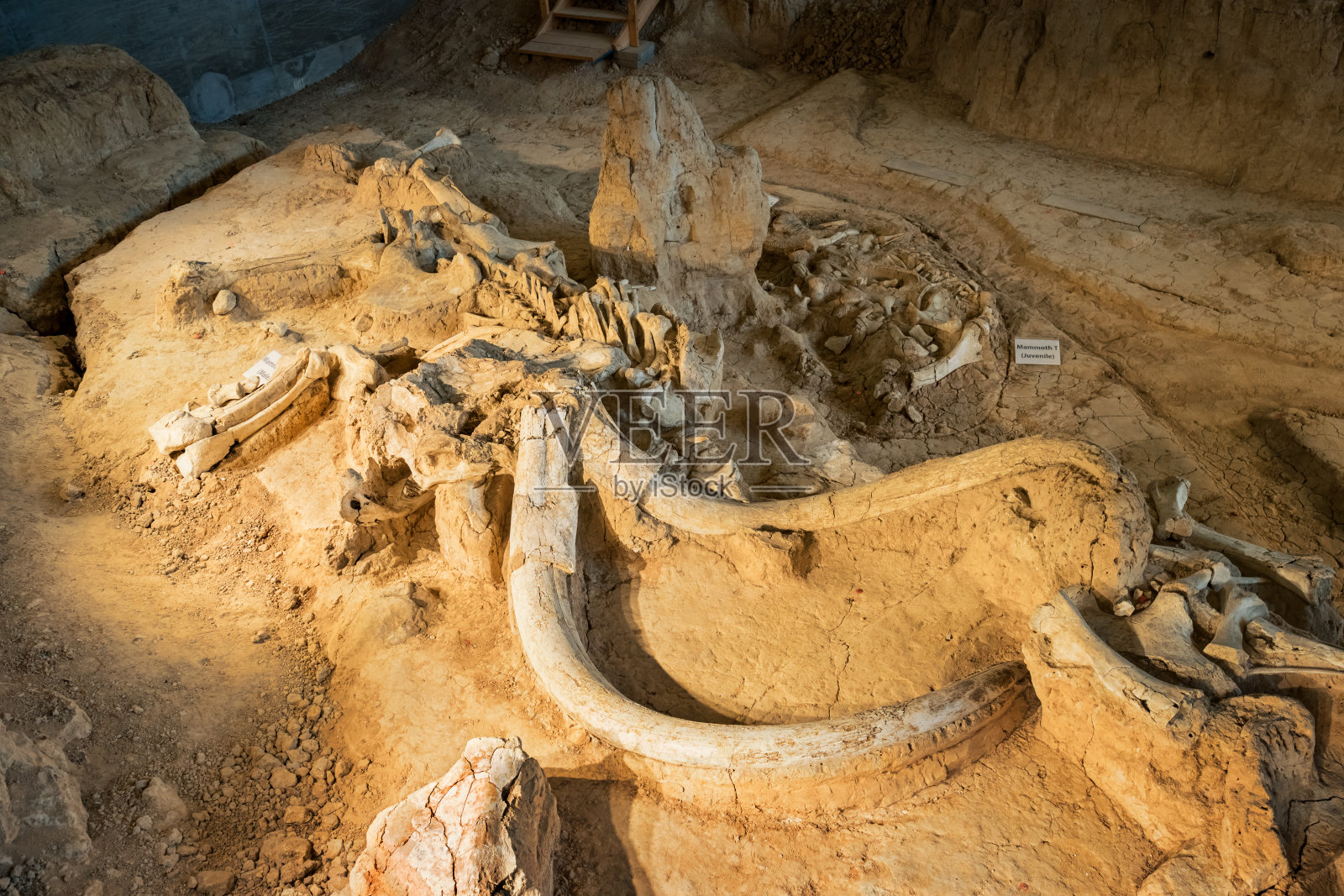 美国德克萨斯州韦科猛犸象国家纪念碑的猛犸象化石照片摄影图片