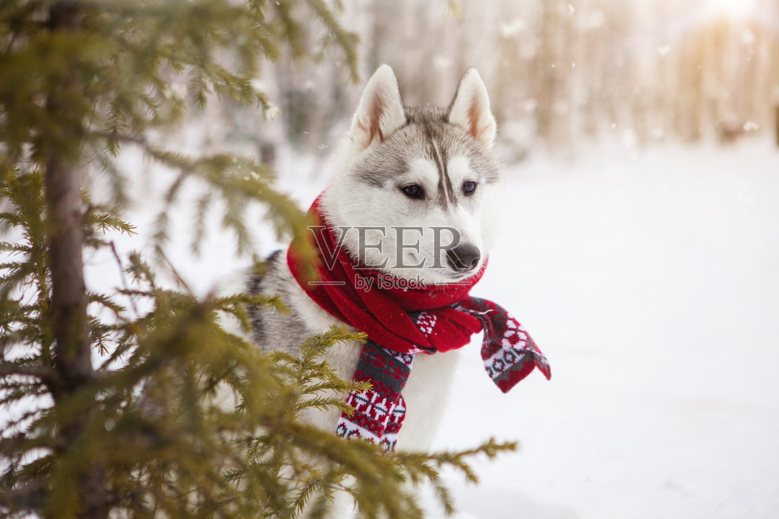 戴着红色围巾的西伯利亚哈士奇犬照片摄影图片