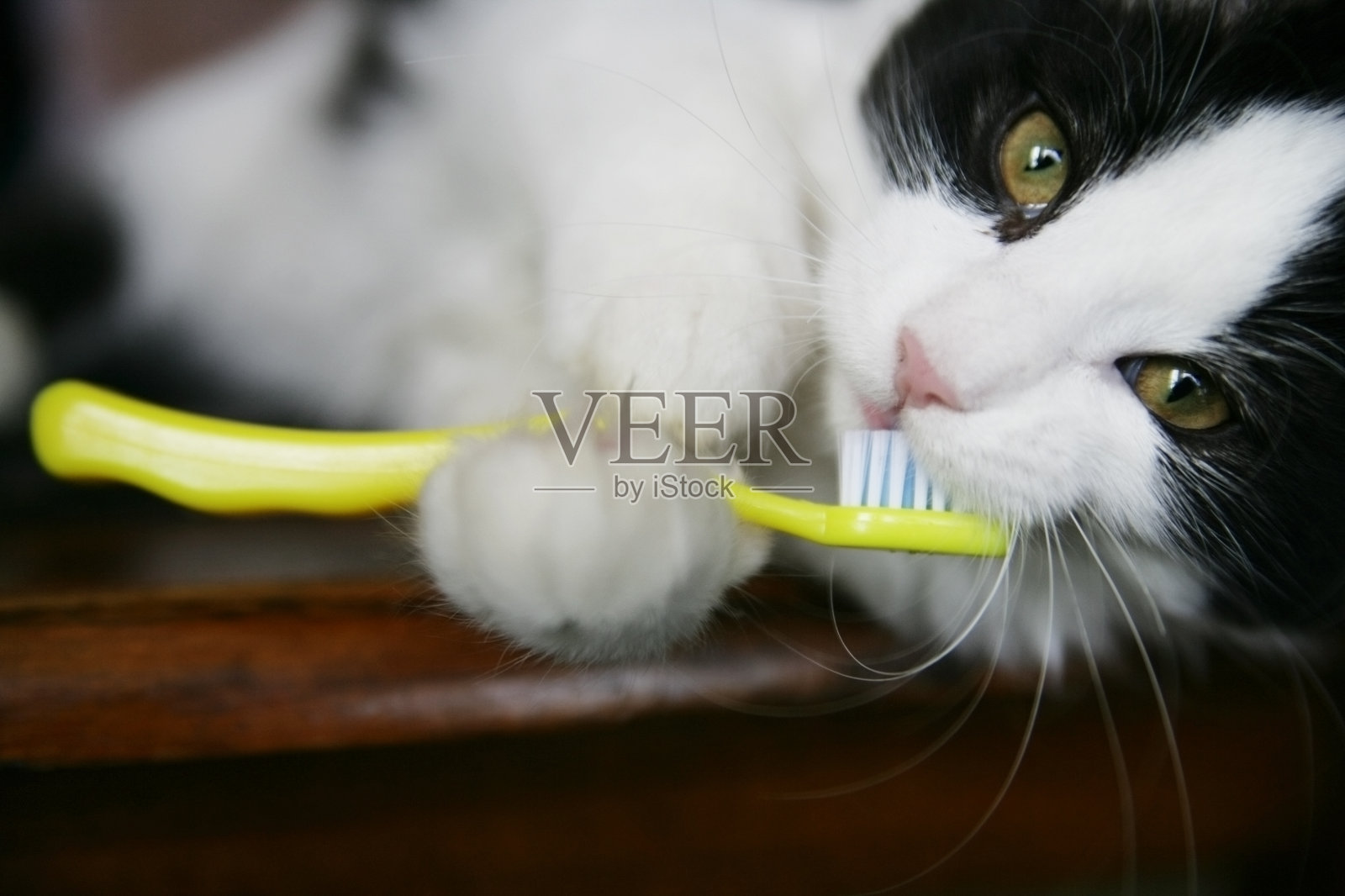 小猫用黄色的牙刷刷牙照片摄影图片