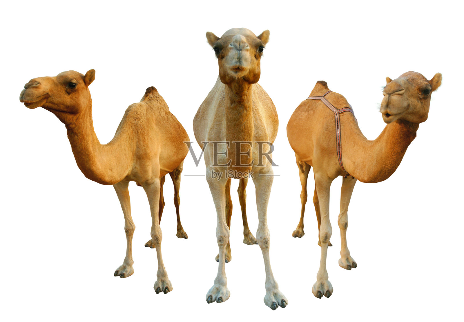 骆驼照片摄影图片