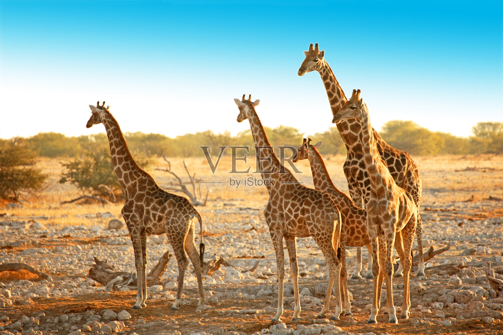 非洲纳米比亚的野生长颈鹿家族照片摄影图片