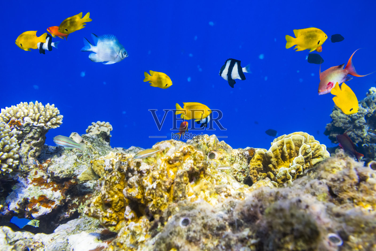 珊瑚礁上五颜六色的热带鱼照片摄影图片