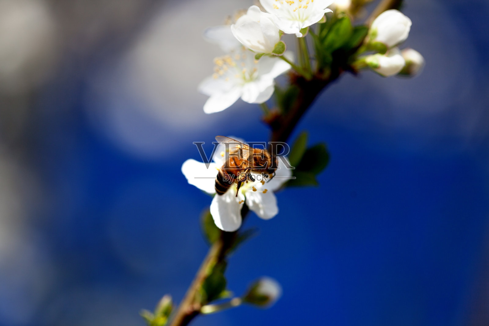 蜜蜂在春天采集花粉照片摄影图片