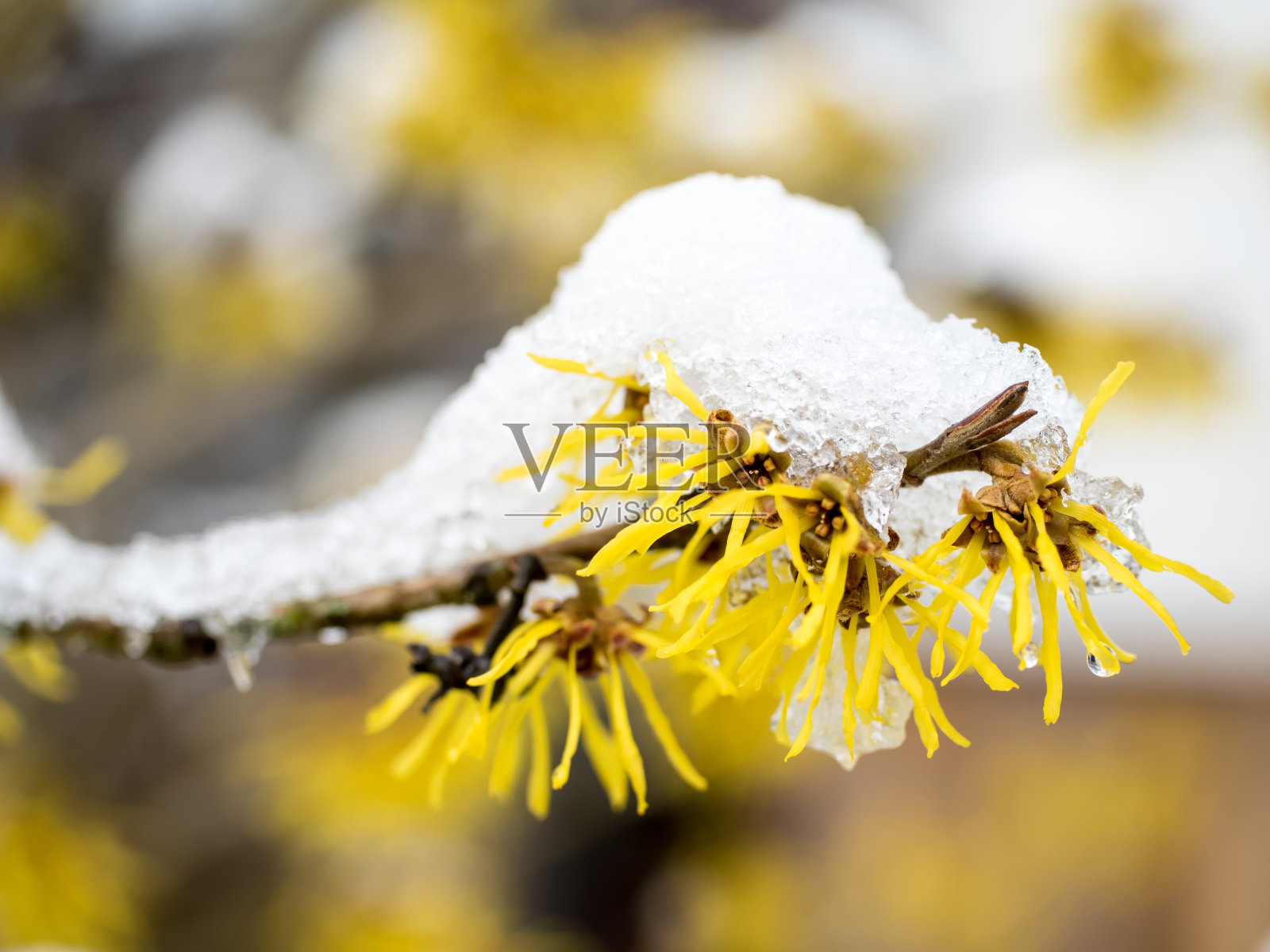 白雪覆盖的金缕梅照片摄影图片
