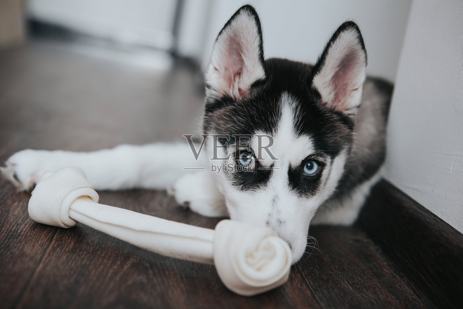 小狗西伯利亚雪橇犬照片摄影图片