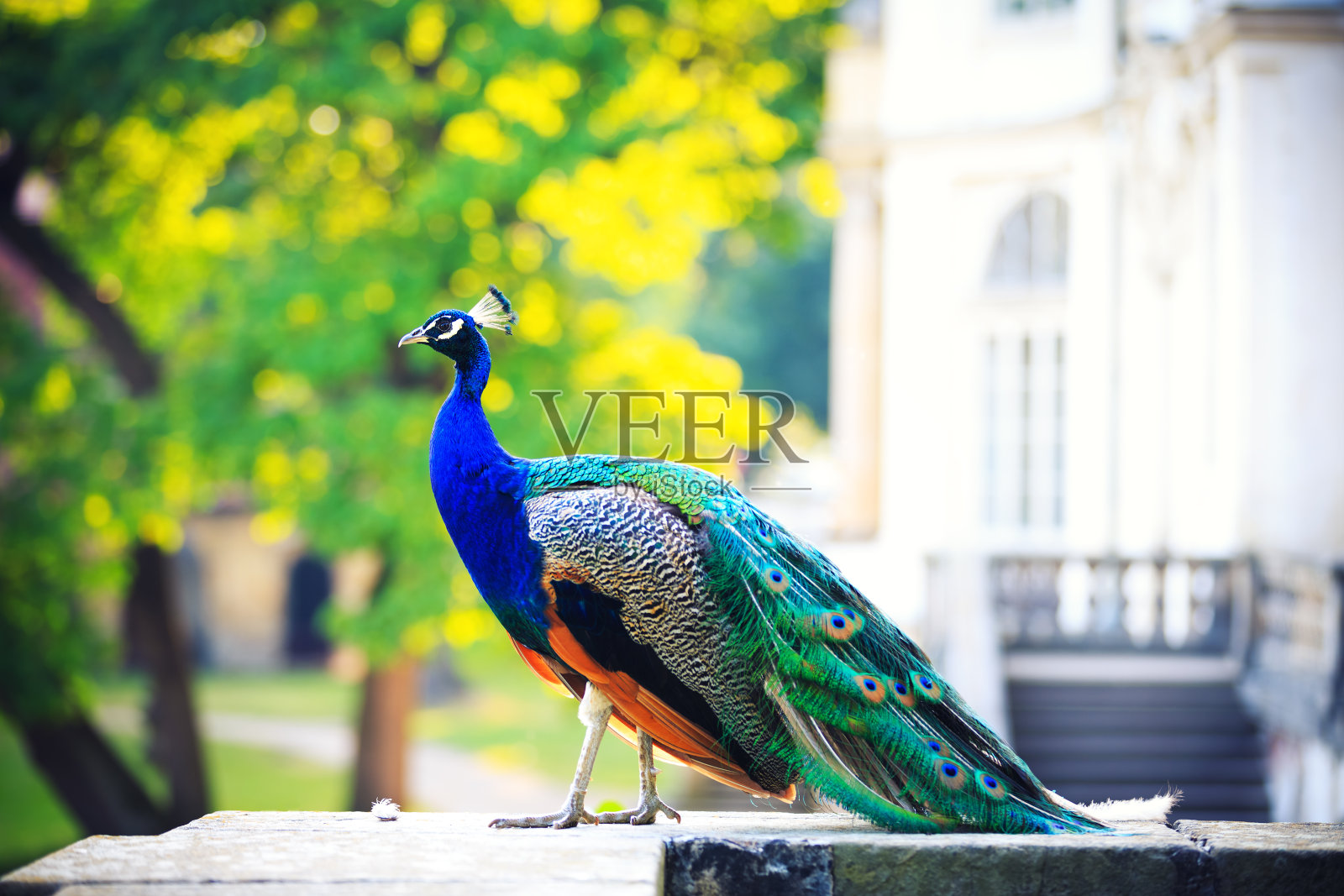 美丽的孔雀在皇宫花园照片摄影图片