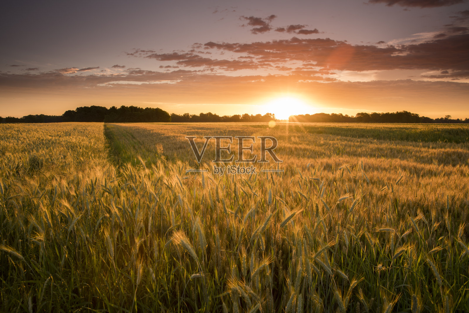 日落时田园诗般的小麦农场景色照片摄影图片