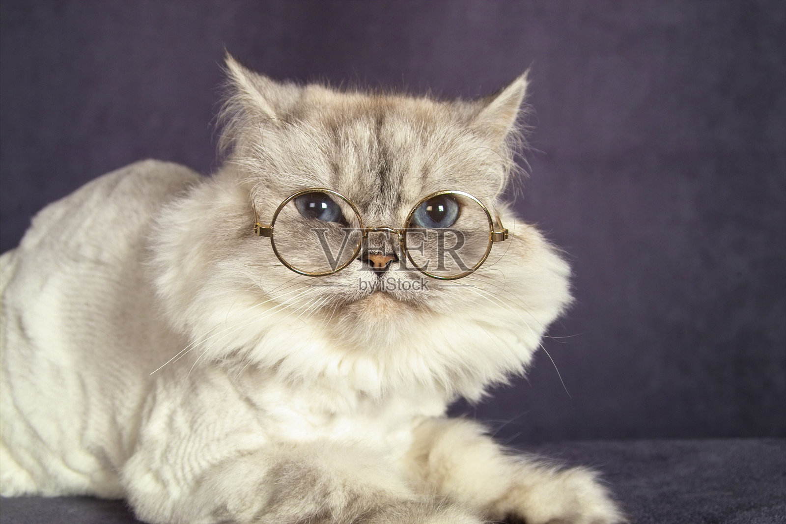 猫在眼镜照片摄影图片