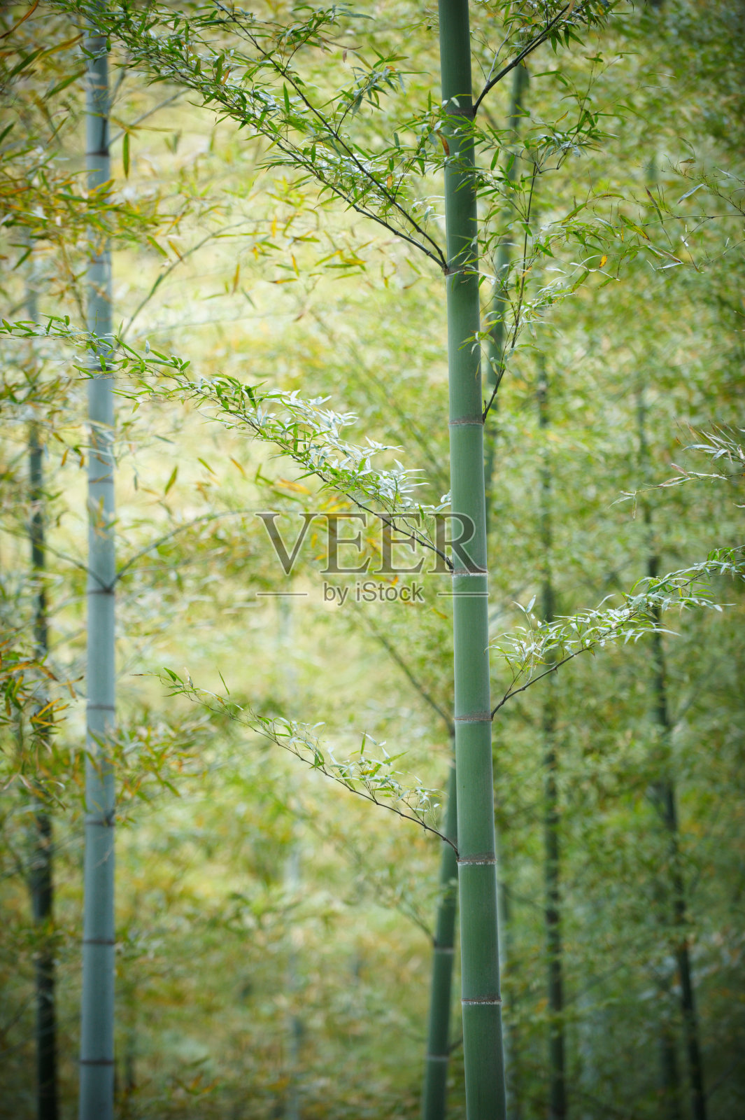 竹林之春照片摄影图片