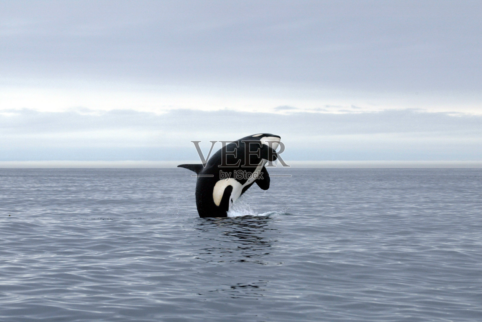 一头虎鲸从海里跳出来照片摄影图片
