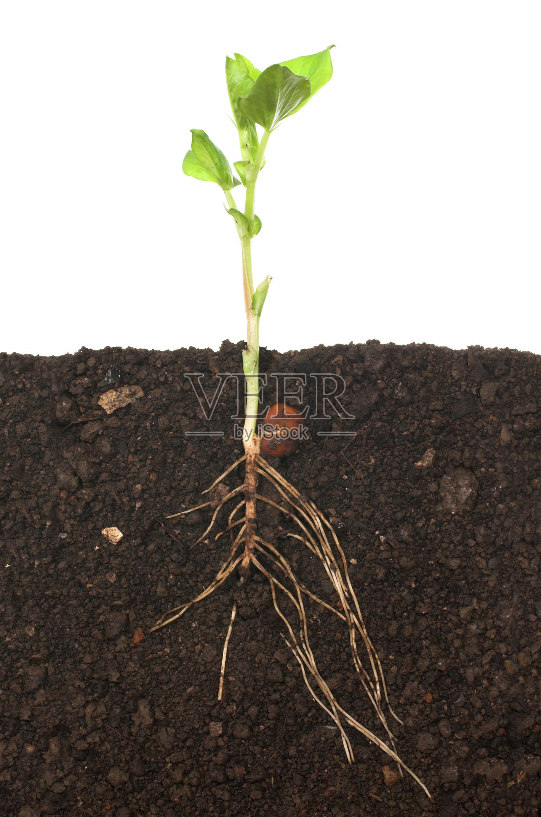 幼苗的全貌，包括根系在土壤中的样子照片摄影图片