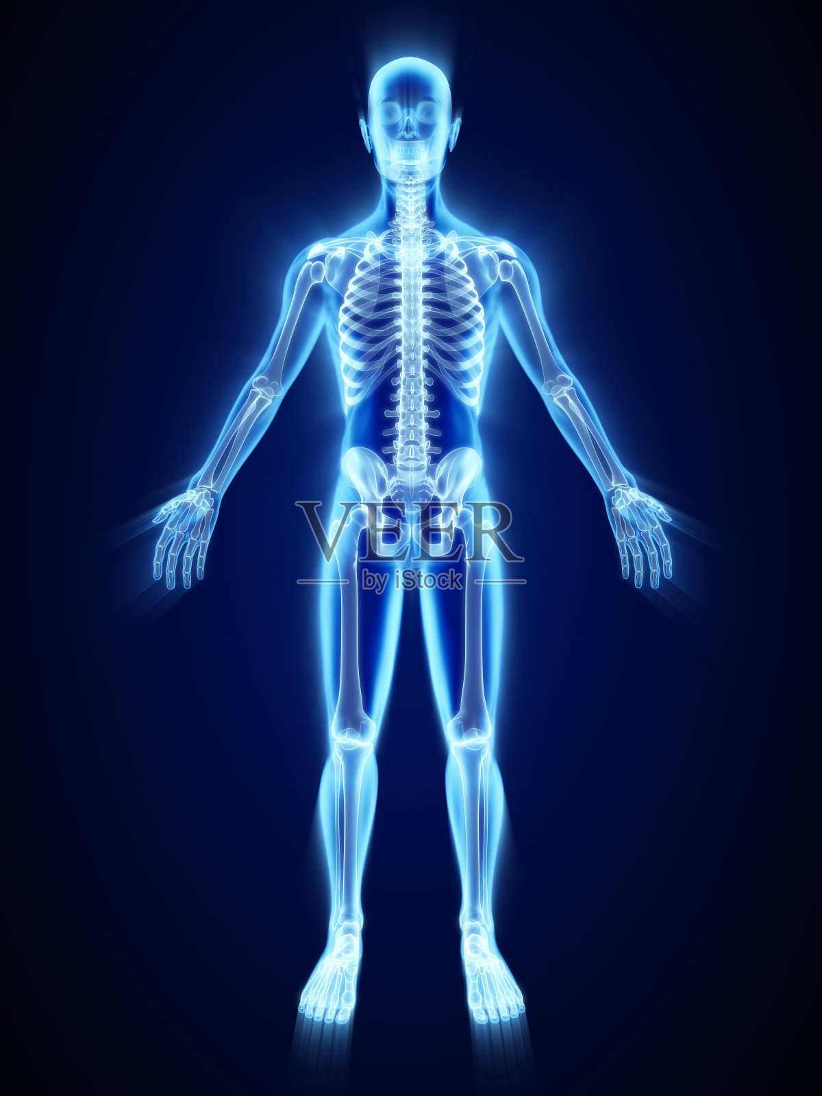 x射线的骨架插画图片素材