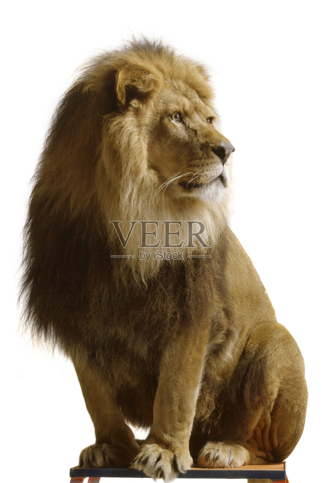 大自然:白色背景上孤立的狮子照片摄影图片