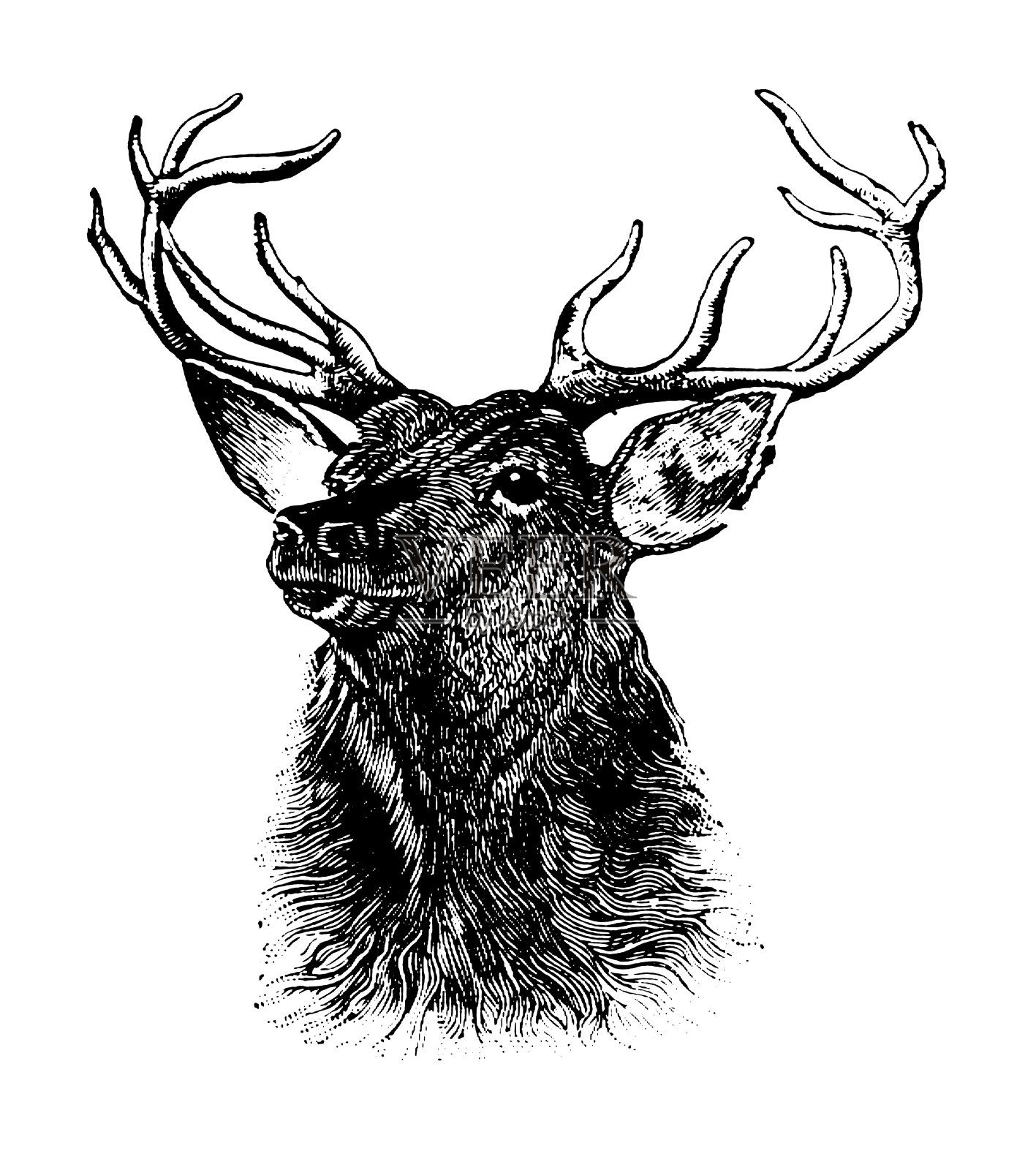 鹿|早期木刻插图插画图片素材