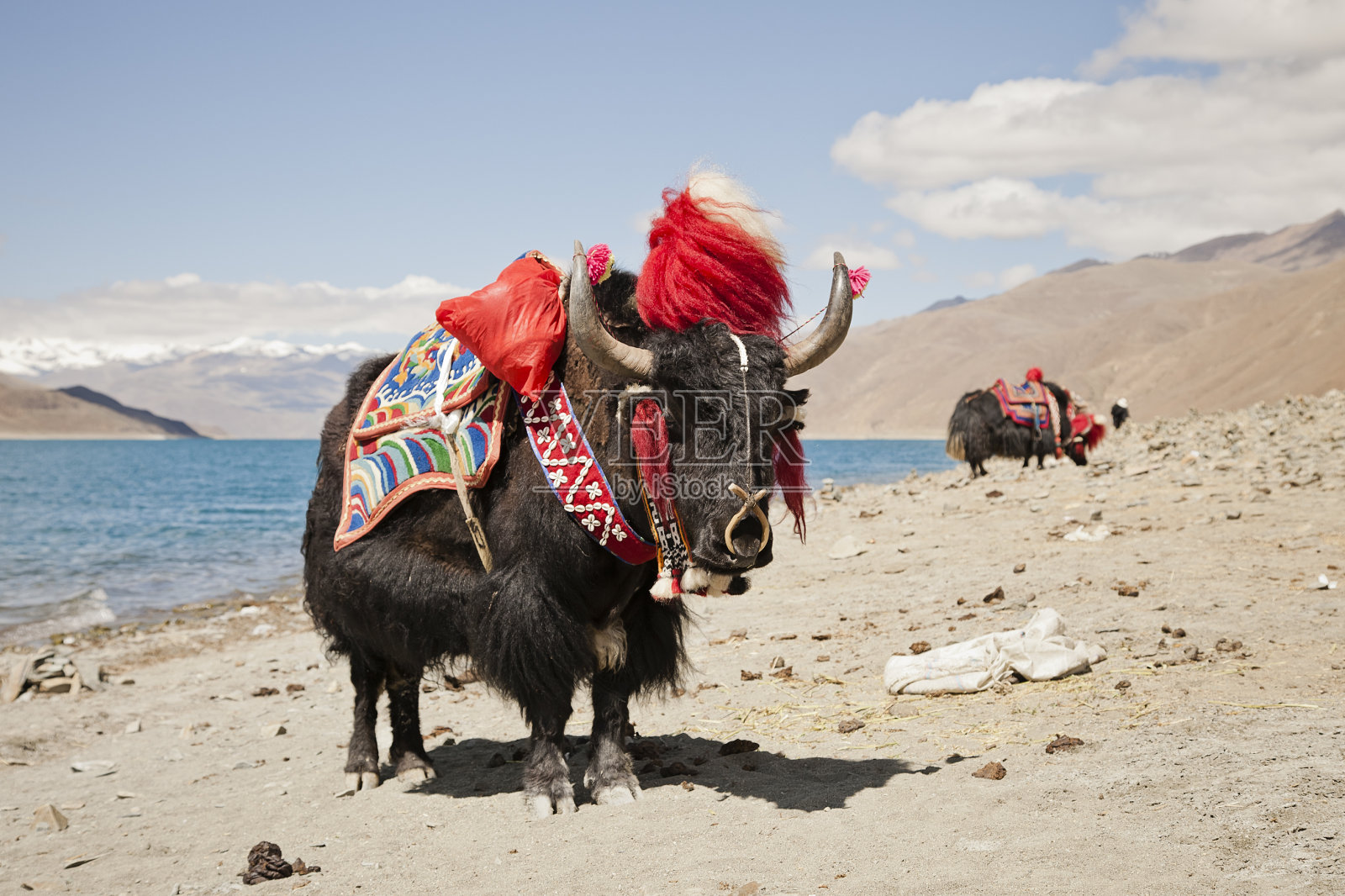 中国西藏，湖前的牦牛照片摄影图片