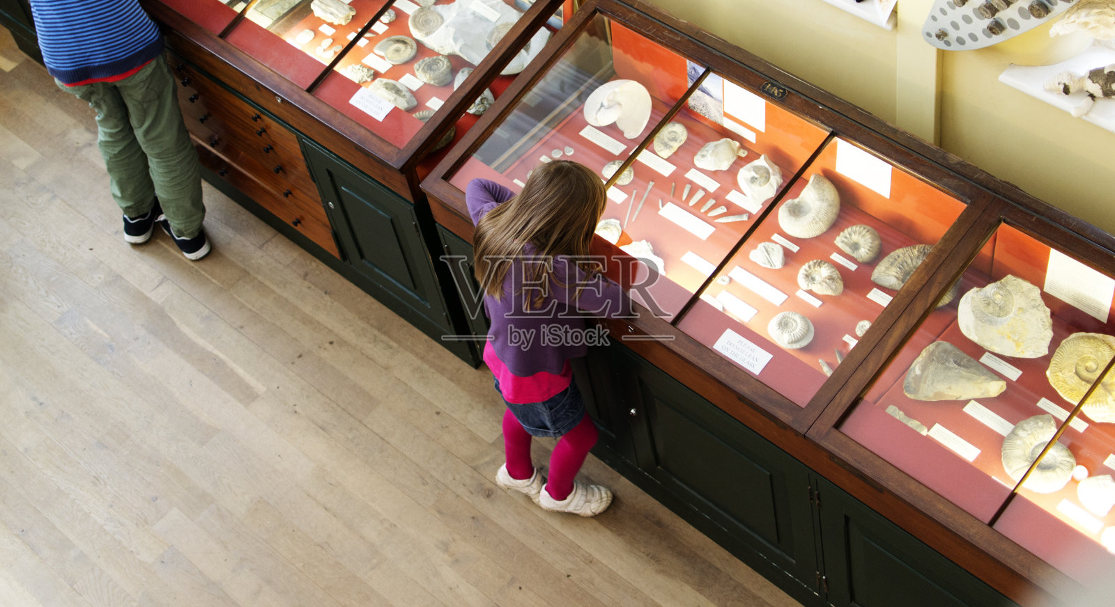 一个小女孩在博物馆的一个陈列柜里看化石照片摄影图片