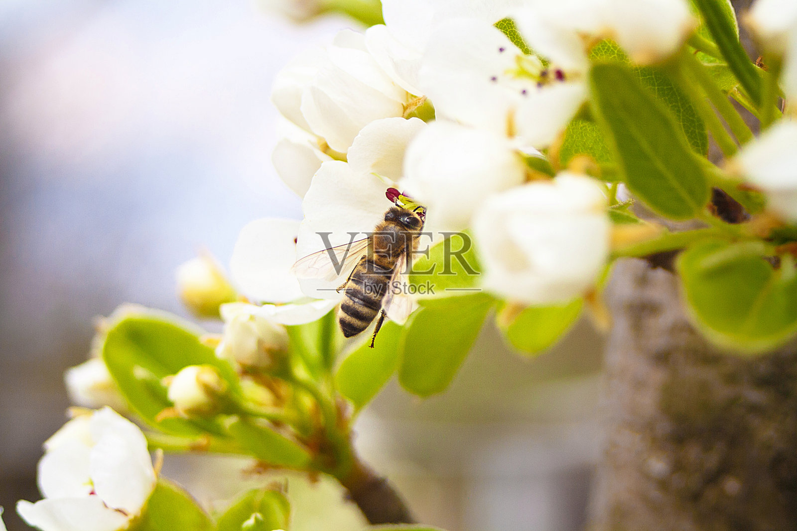 蜜蜂给苹果花授粉照片摄影图片