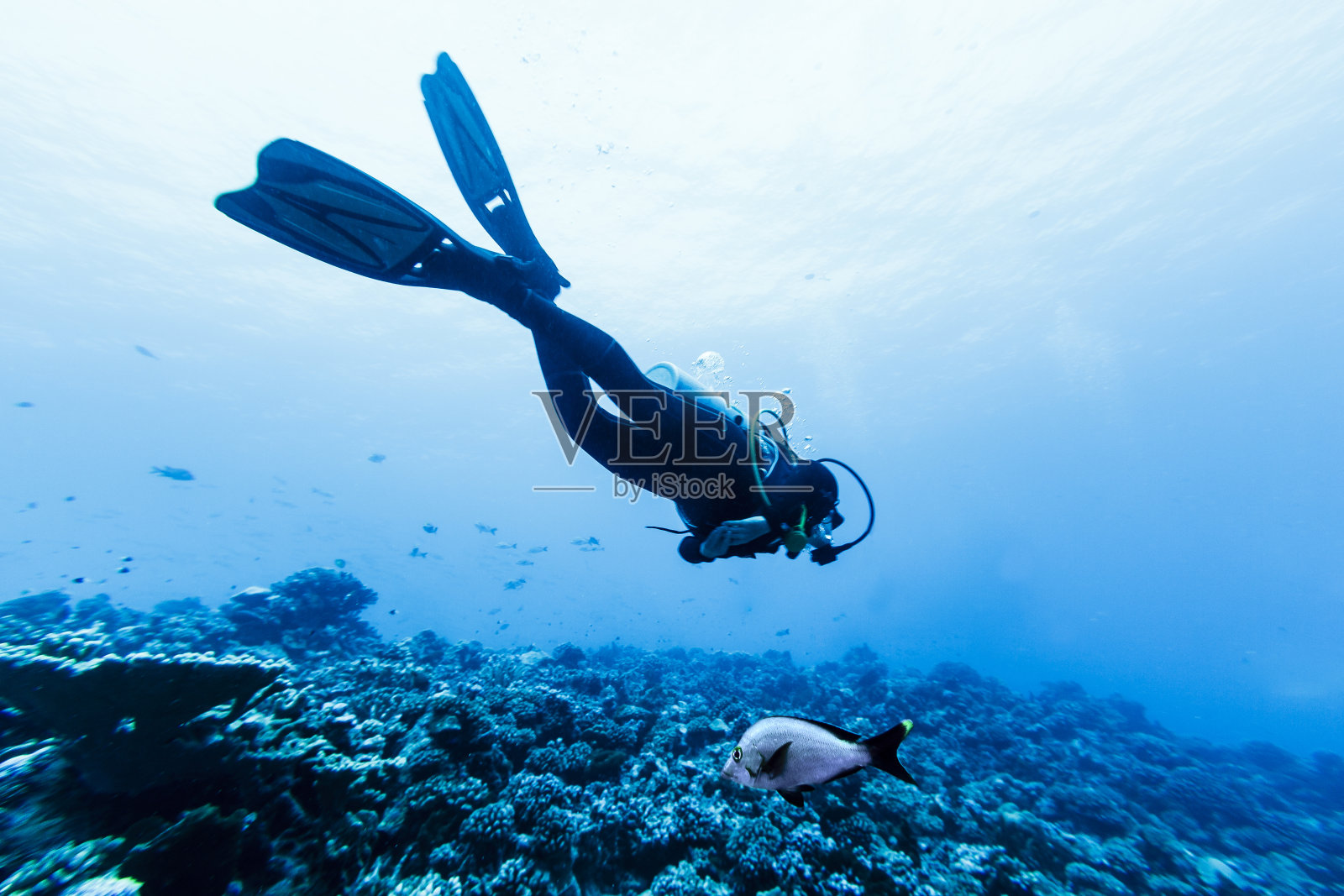 潜水员在Tiputa Pass的珊瑚礁上游泳照片摄影图片