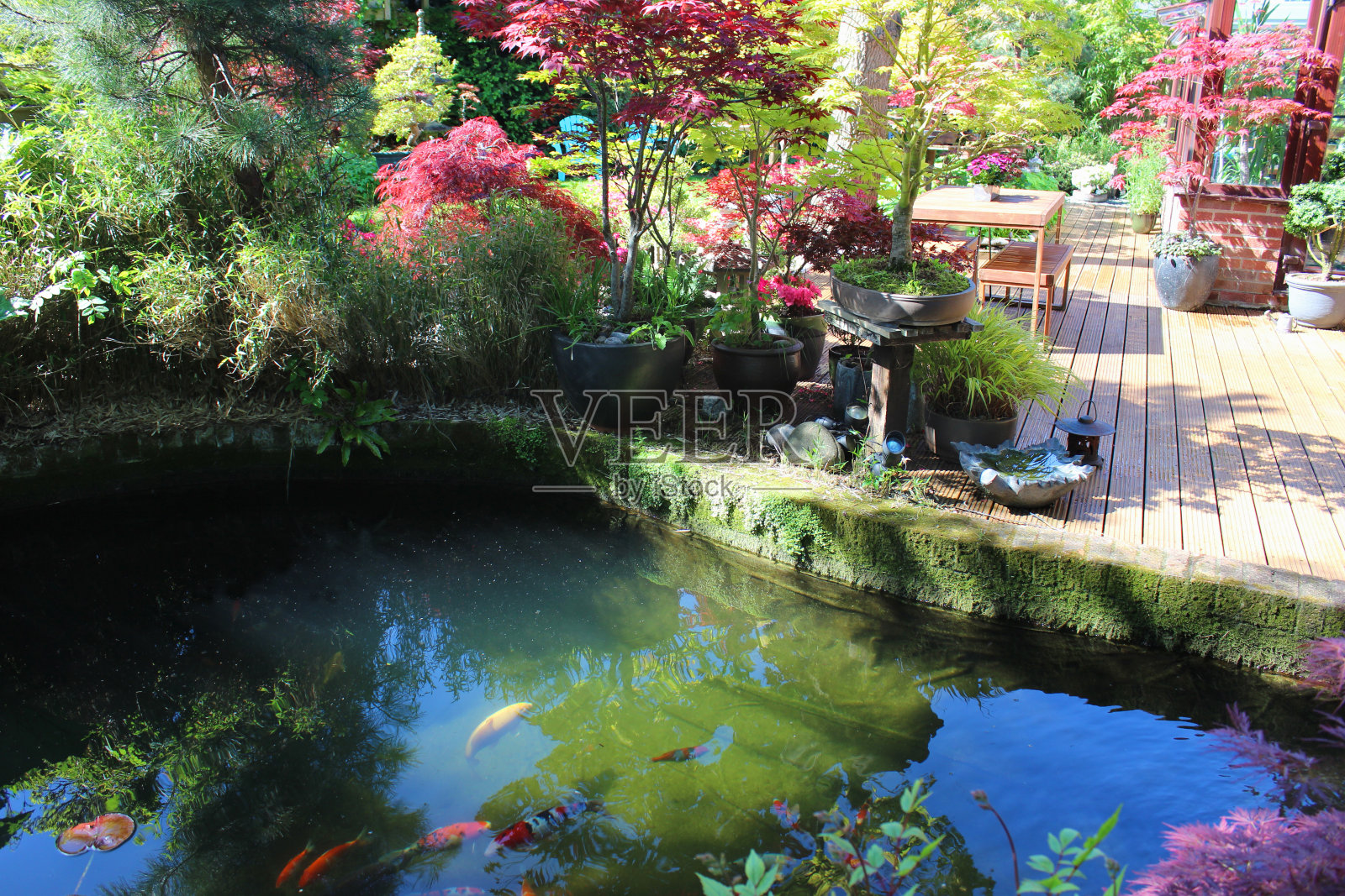 大花园池塘的形象与锦鲤鱼，砖边照片摄影图片