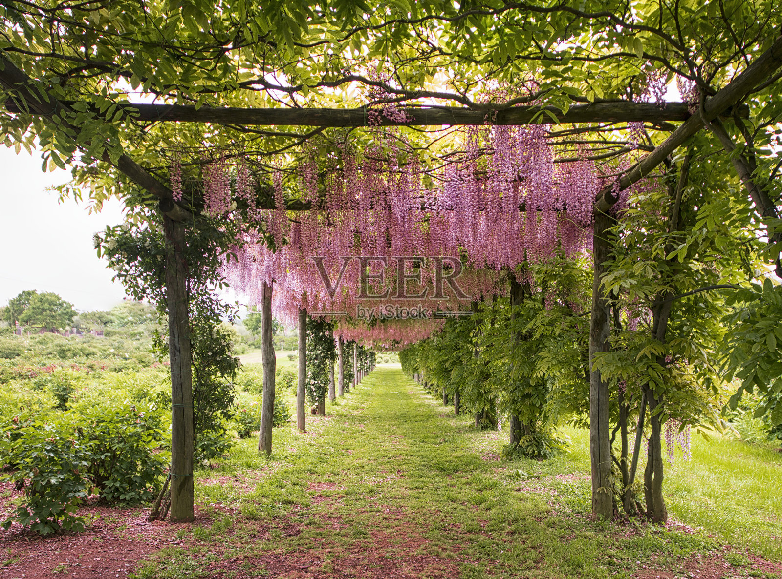 淡紫色的花朵隧道照片摄影图片