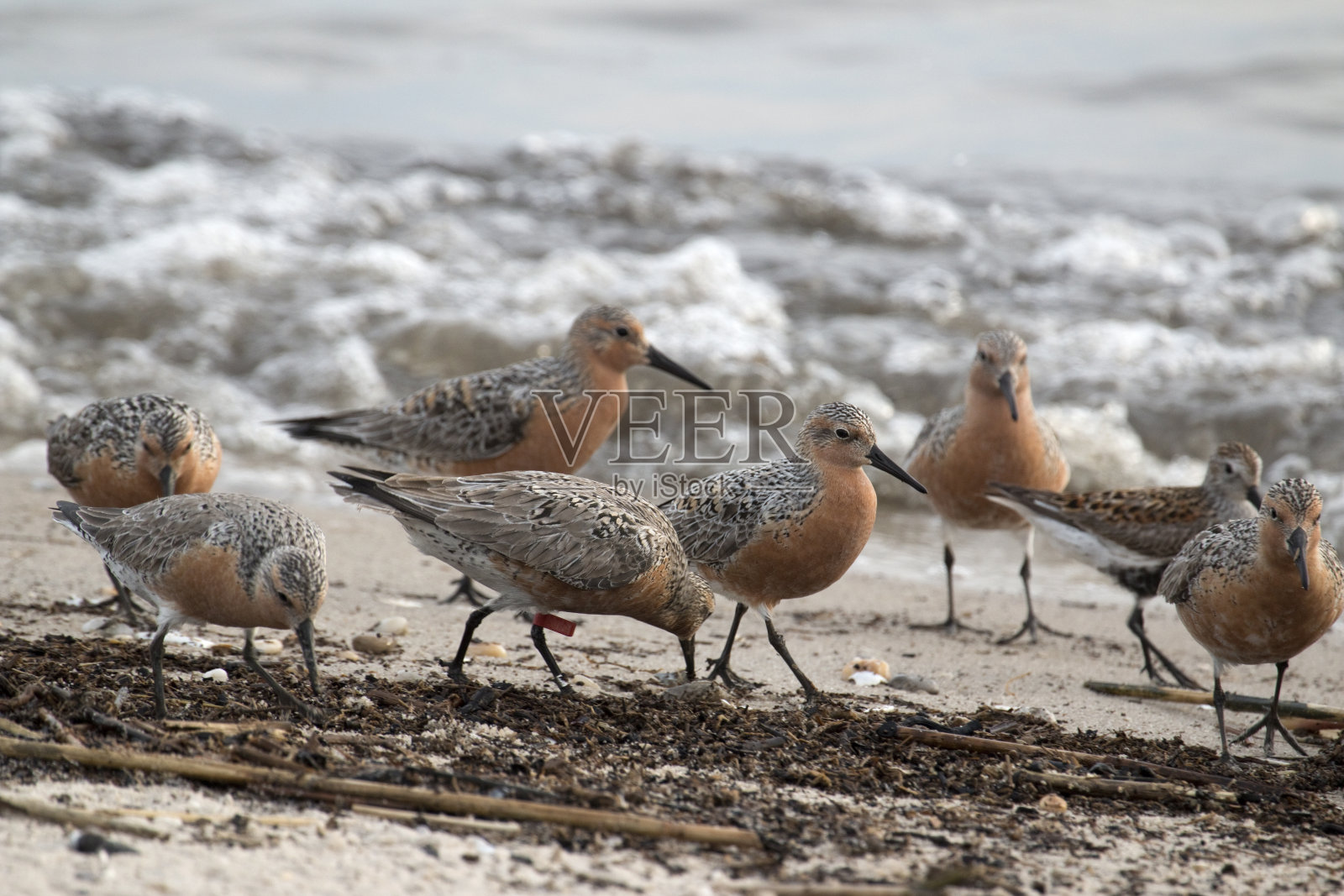 喂食红结鹬鸟芦苇海滩新泽西照片摄影图片