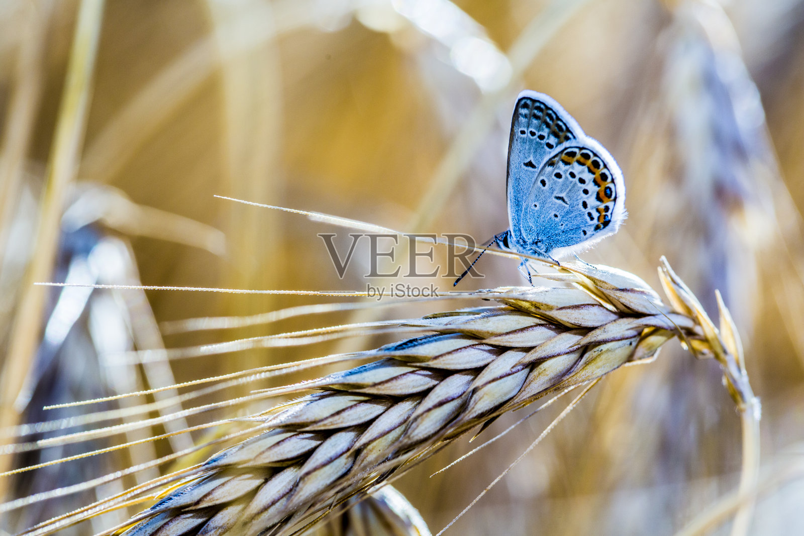 小麦上的蓝蝴蝶照片摄影图片