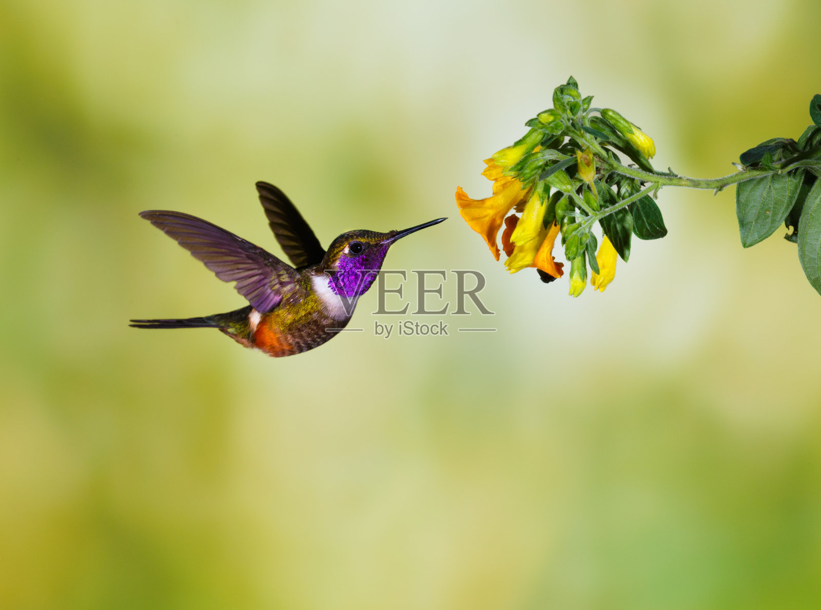 蜂鸟，紫喉的伍德斯塔照片摄影图片