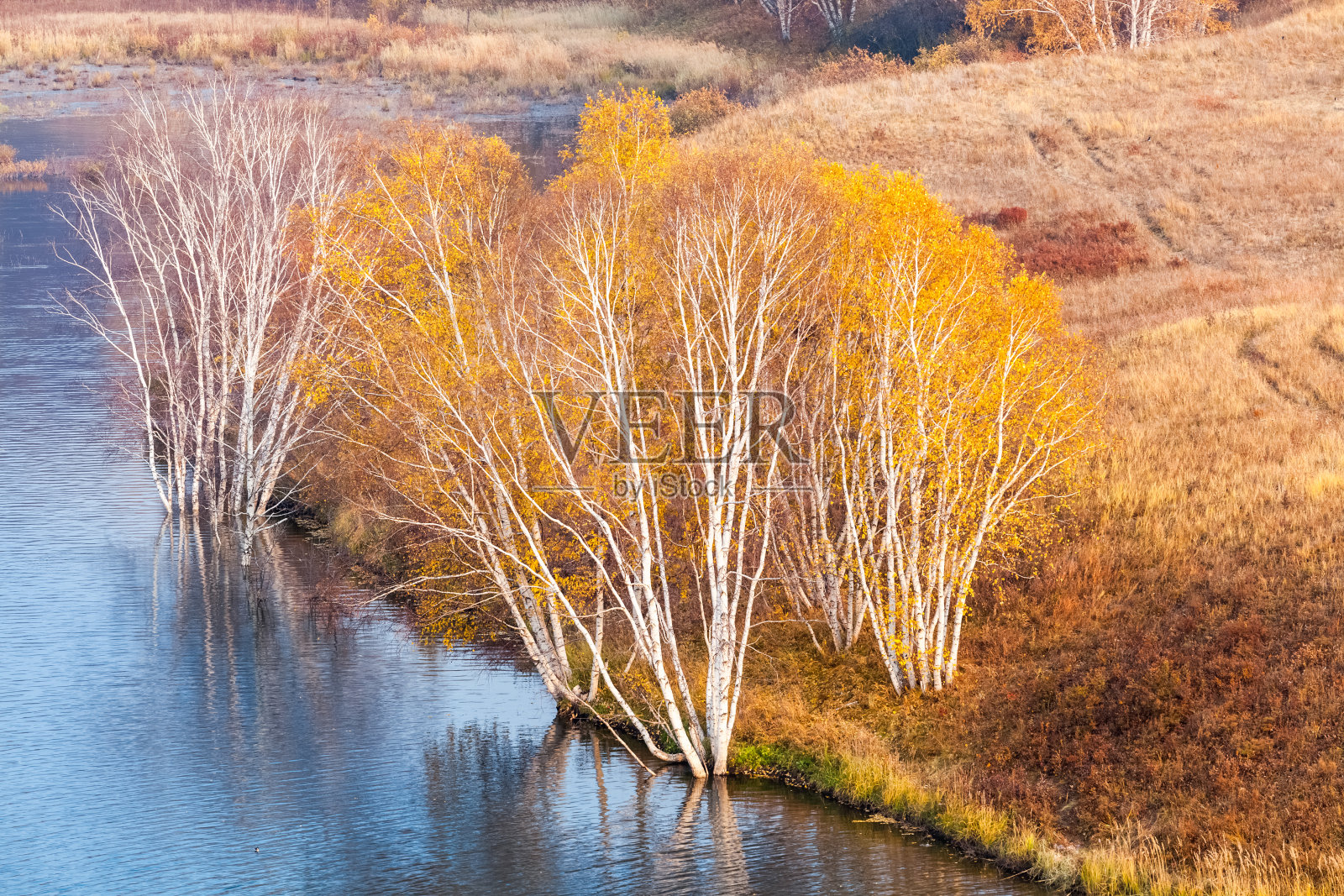 秋天的桦树照片摄影图片