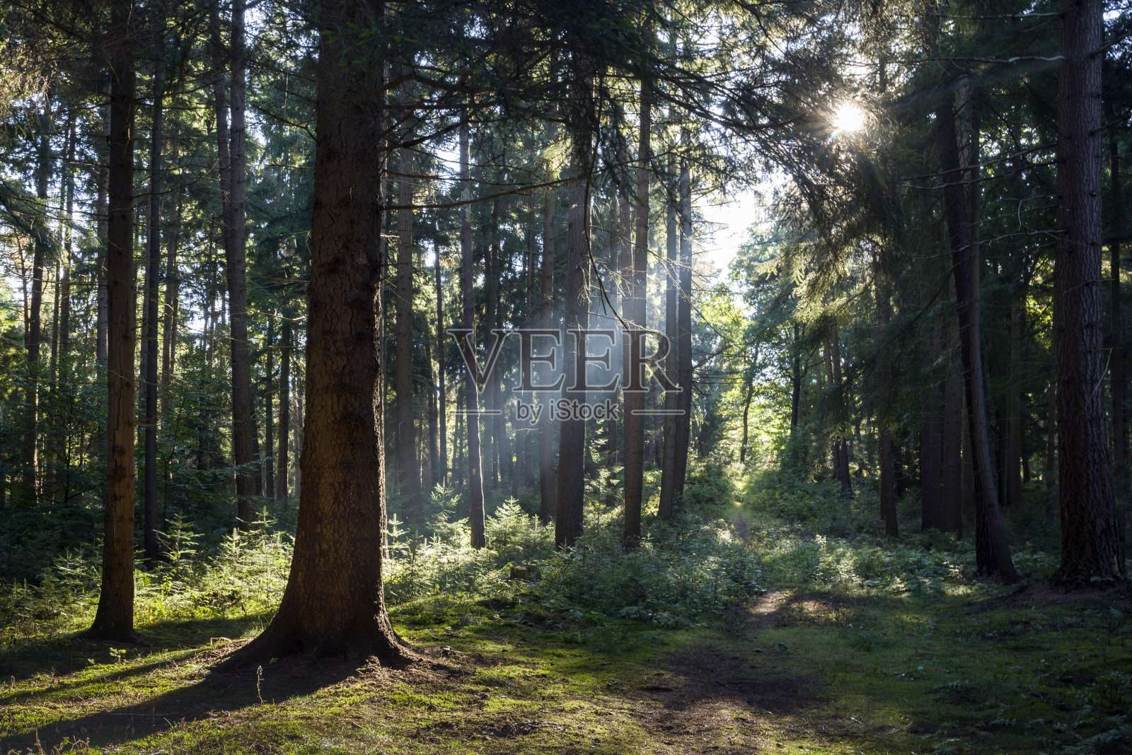 阳光照射在雾蒙蒙的秋天的森林里照片摄影图片