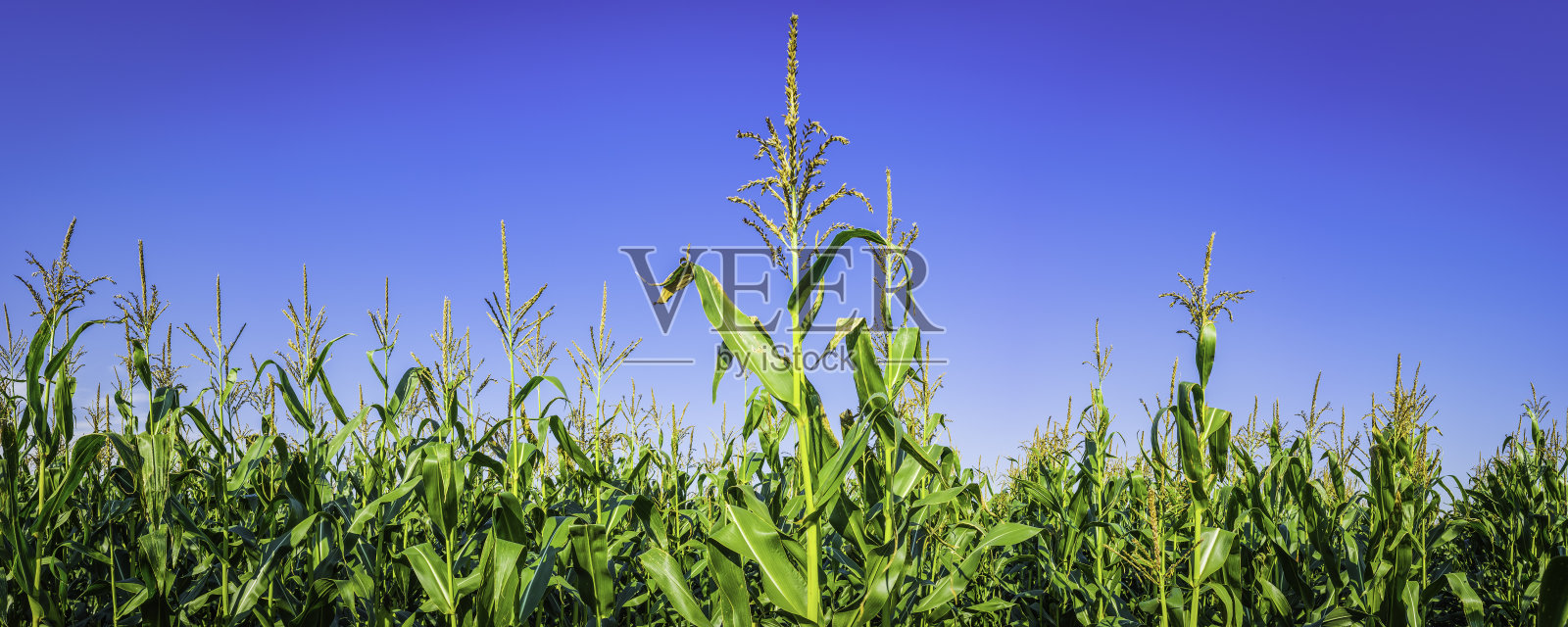 健康的绿色玉米作物生长在阳光农民的田地里照片摄影图片