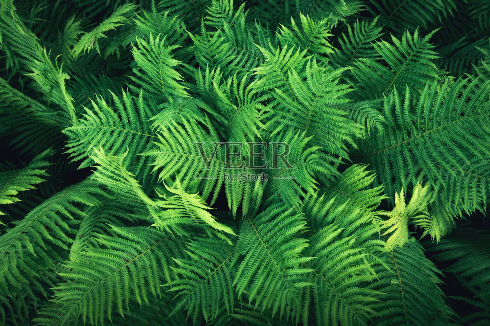 蕨类植物的背景照片摄影图片