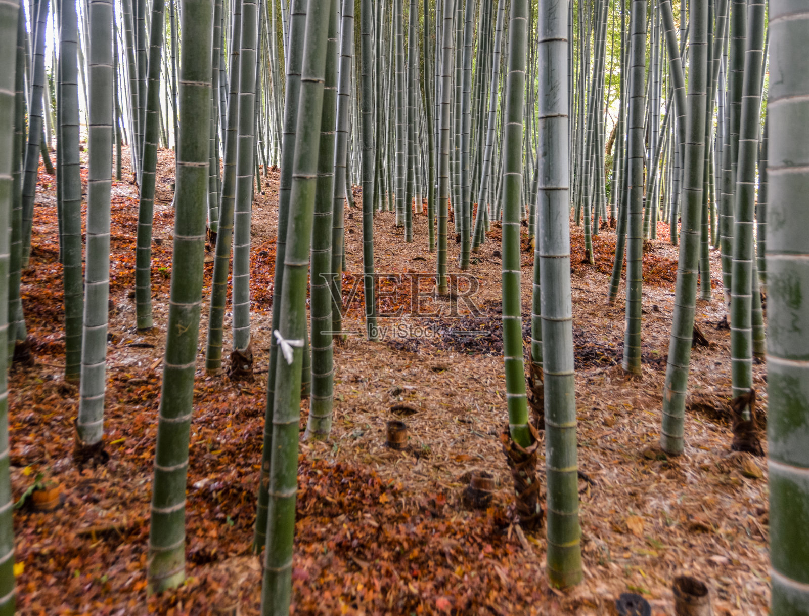 竹林-日本照片摄影图片