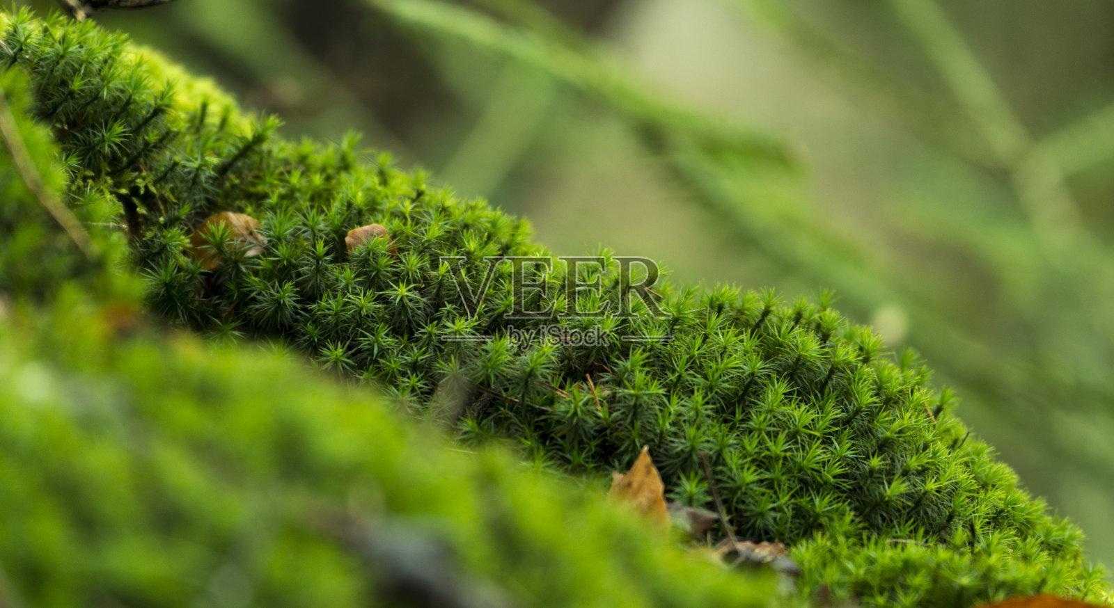 苔藓覆盖森林地面背景特写。照片摄影图片