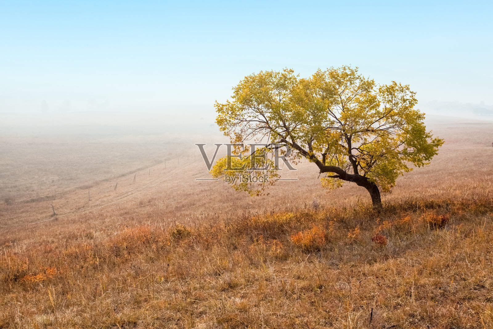 孤独的树在秋天的草原照片摄影图片