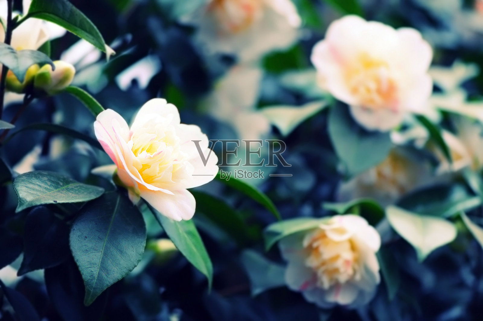 黄色的茶花花丛照片摄影图片