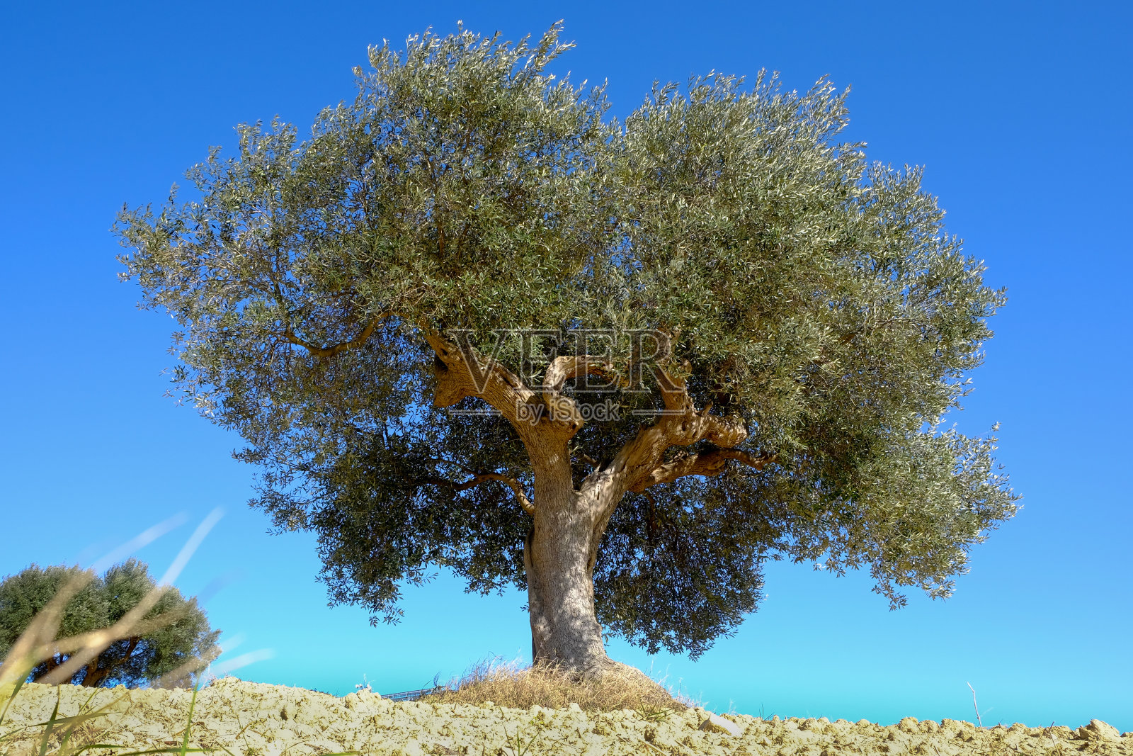 橄榄树# 4照片摄影图片