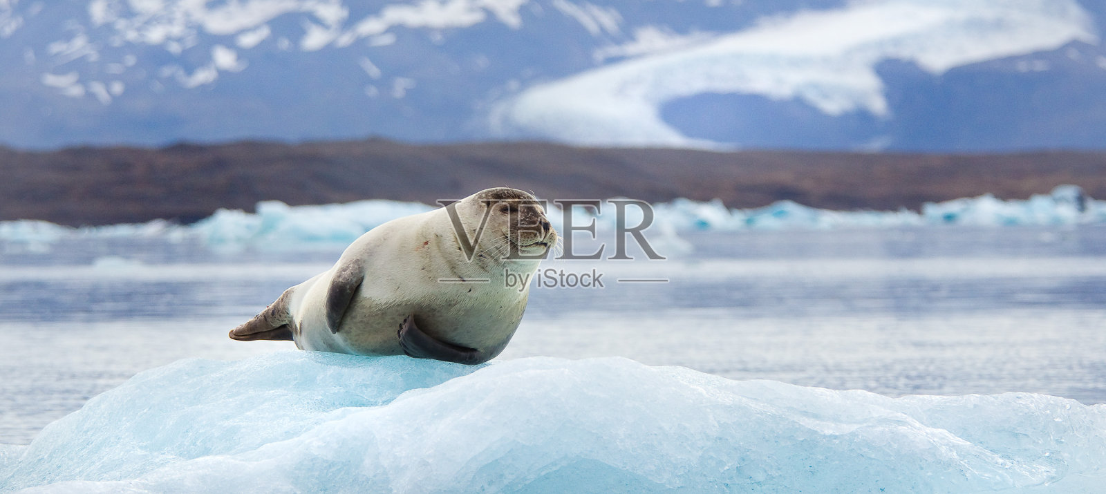 冰山上的海豹照片摄影图片