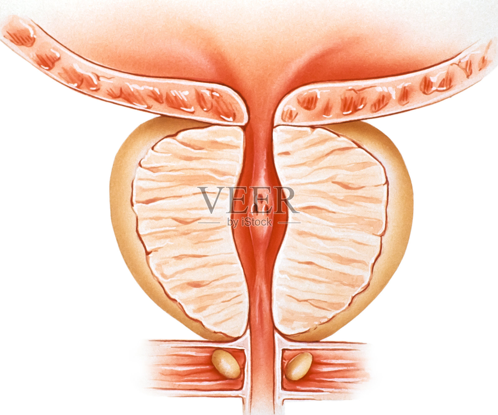 前列腺-正常。jpg插画图片素材