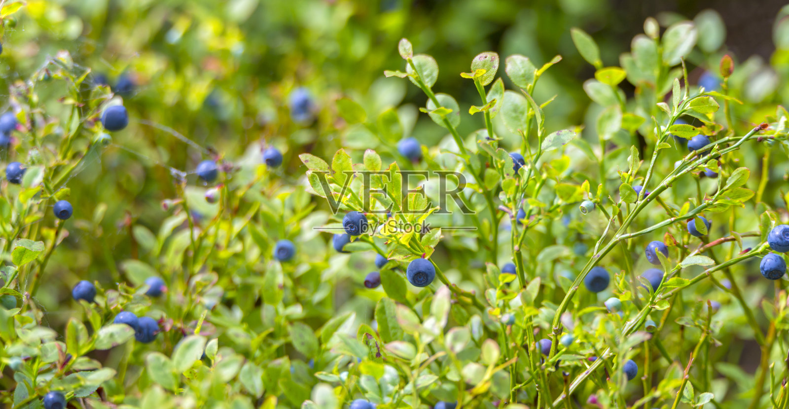 森林里的野生蓝莓照片摄影图片