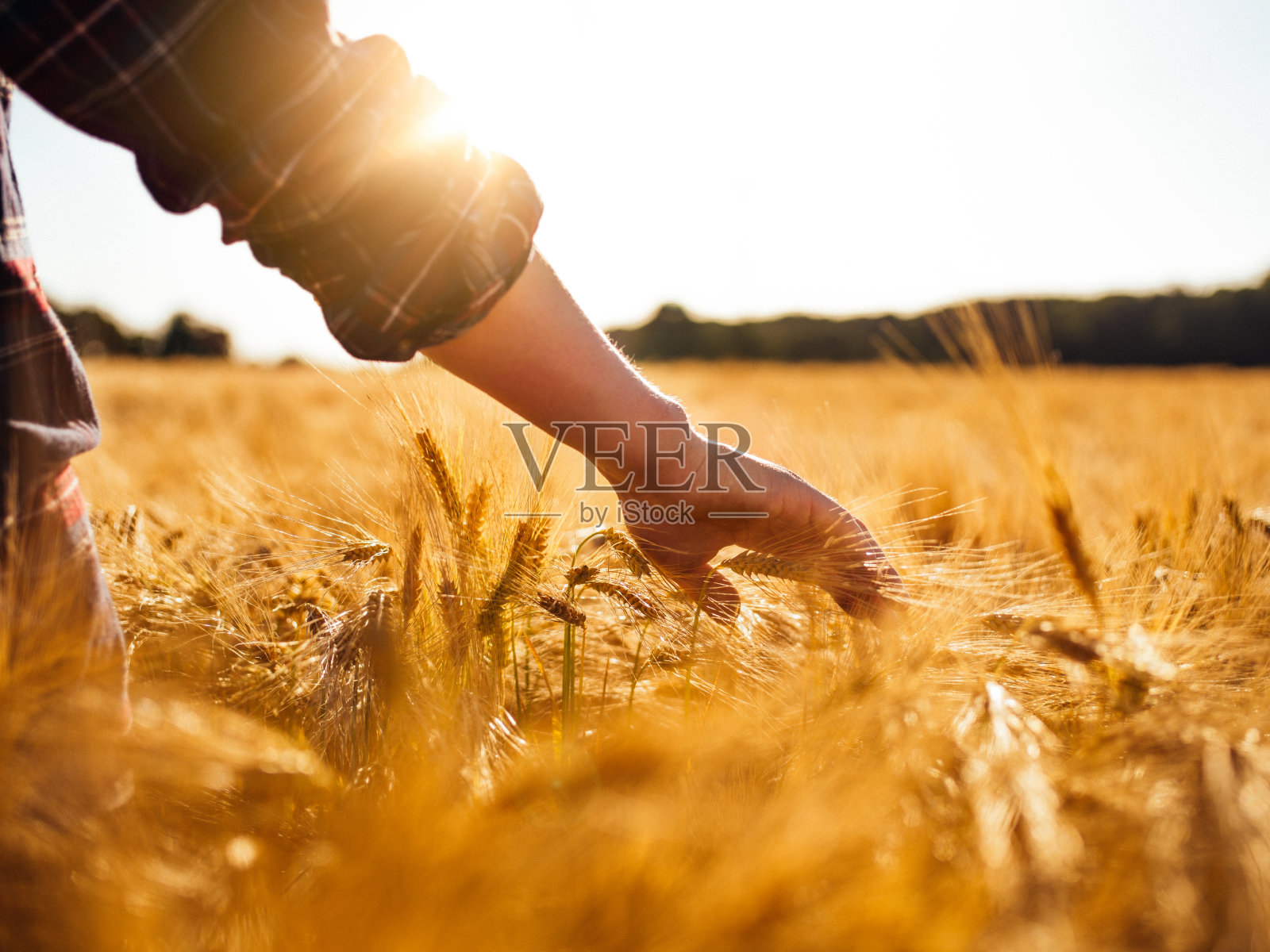 穿过田野时，男人摸着金黄色的麦穗照片摄影图片