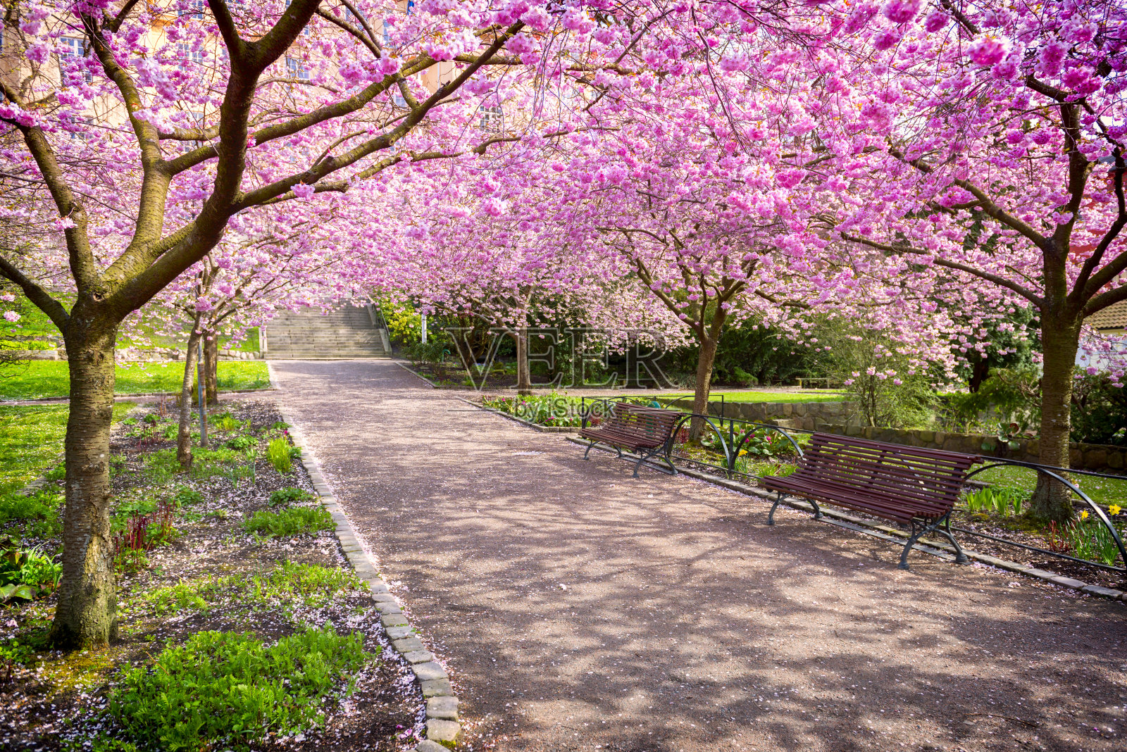 公园里的樱花盛开照片摄影图片